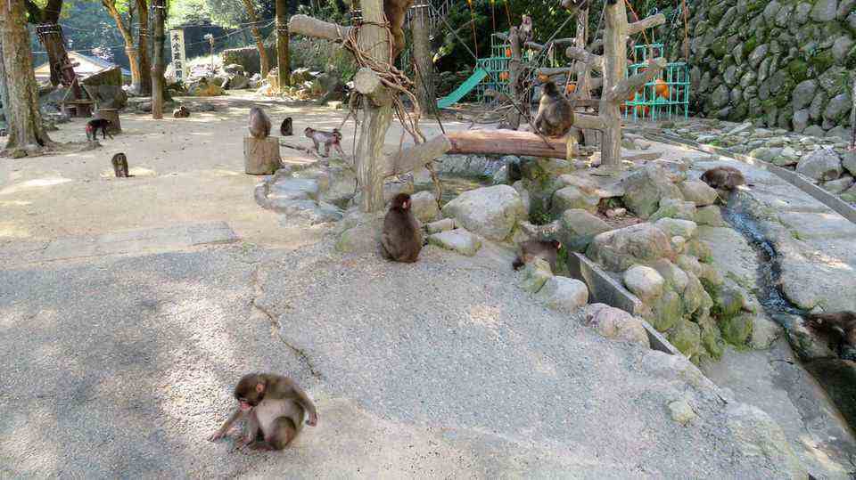 Japanese macaques in the Takasakiyama Natural Zoological Garden in Japan
