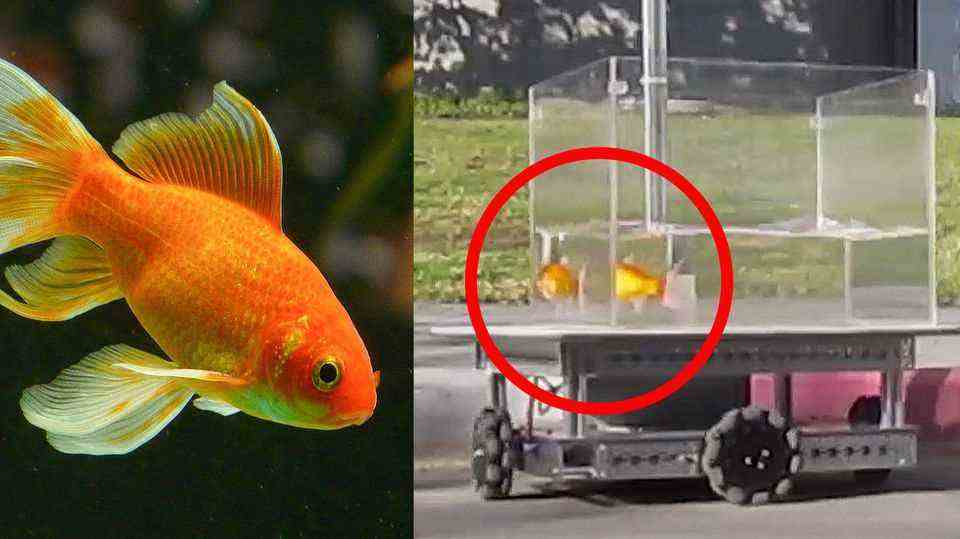 No Fake: Goldfish drives aquarium like a car to get food