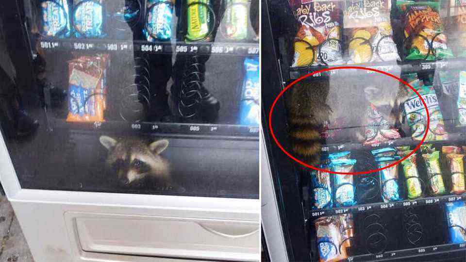 USA: Ravenous raccoon gets stuck in snack machine