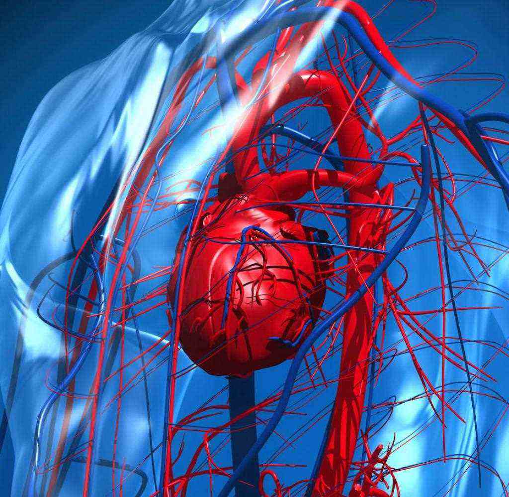 Heart and Circulatory System with Blood Vessels
