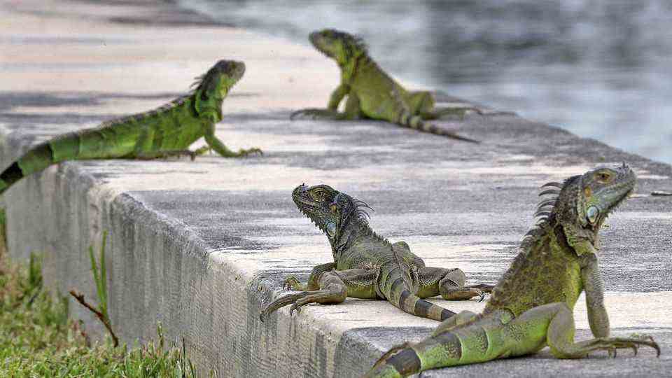 Florida iguanas