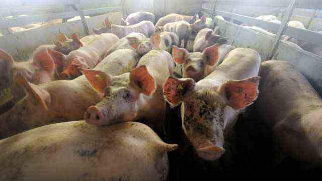 Agricultural policy: dense crowds: not only pigs should be given more space in the barn.