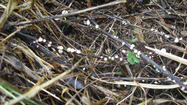 Forests: The white fruiting bodies of the fungus are visible on the fallen litter.
