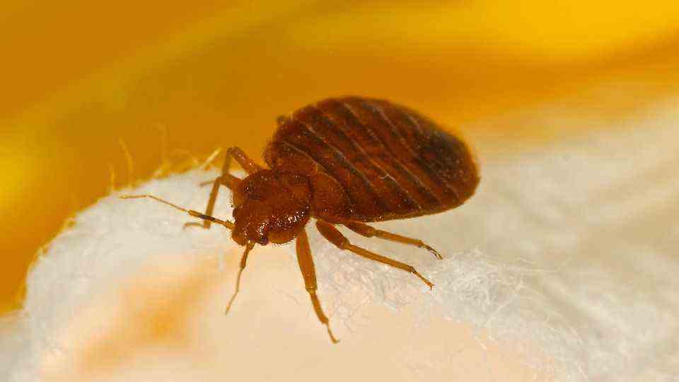 Close-up of a bed bug