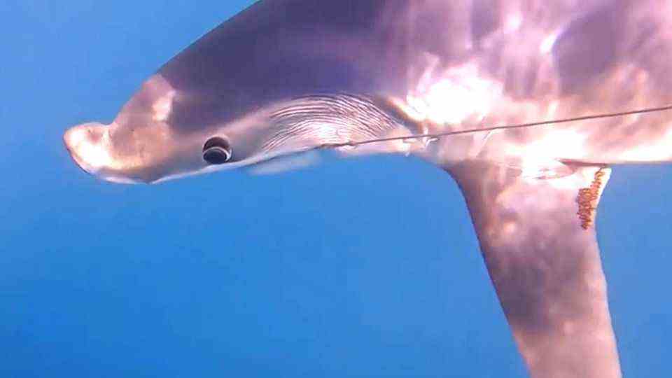 Dolphin or Shark?  Mysterious sea creature baffles anglers