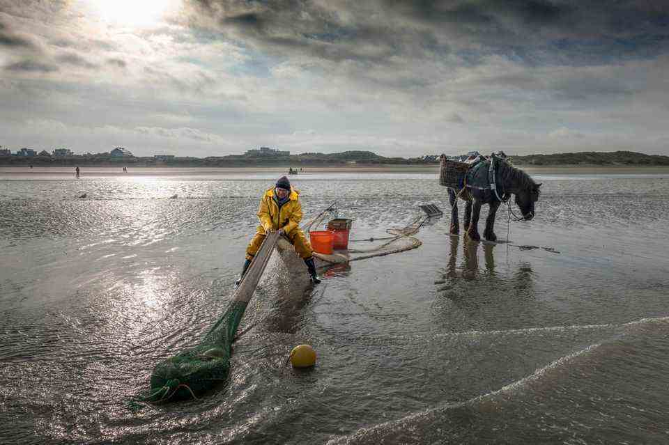 A fisherman pulls a net filled with shrimp through the mudflats
