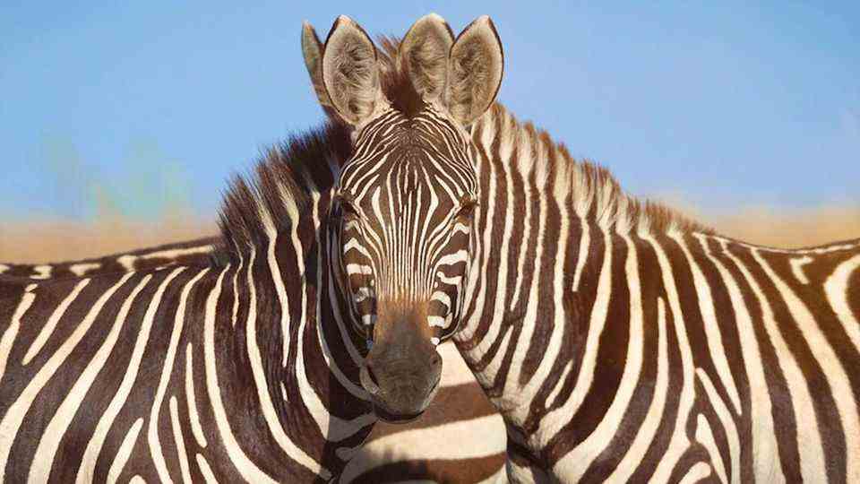 Optical illusion: Which zebra is facing the camera?