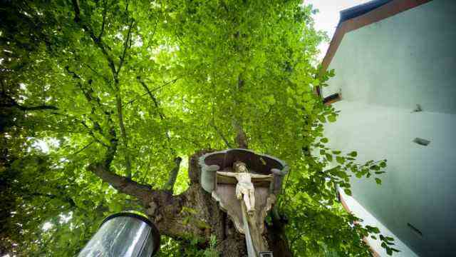 In Fürstenfeldbruck: There will be a prayer for peace on the Edigna lime tree in Puch on Saturday.