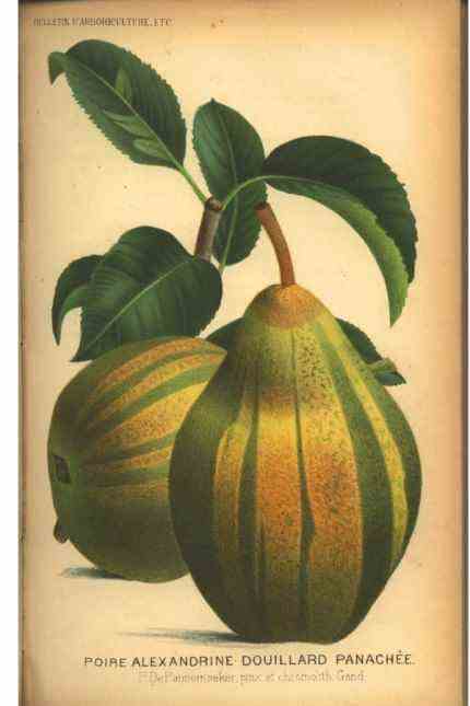Print: In the striped look: A decorative variety of pear, depiction from a Belgian horticultural journal from 1888.