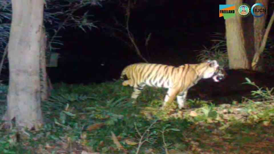 Three-legged tiger stands in the dark thicket