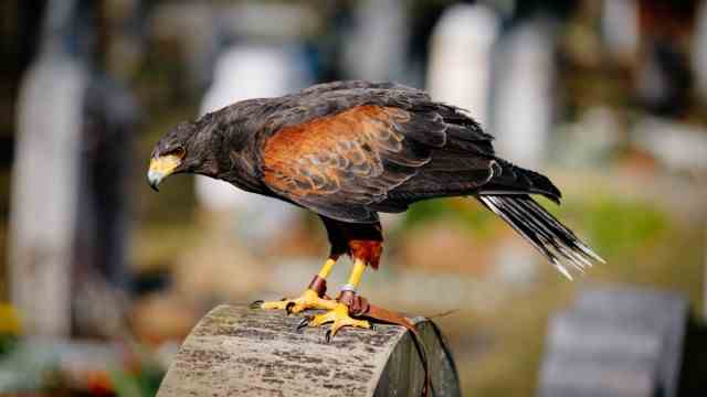 Birds of prey drive away crows: deterrence successful: Gonzo and his colleagues have driven the rooks from the Puchheim cemetery.