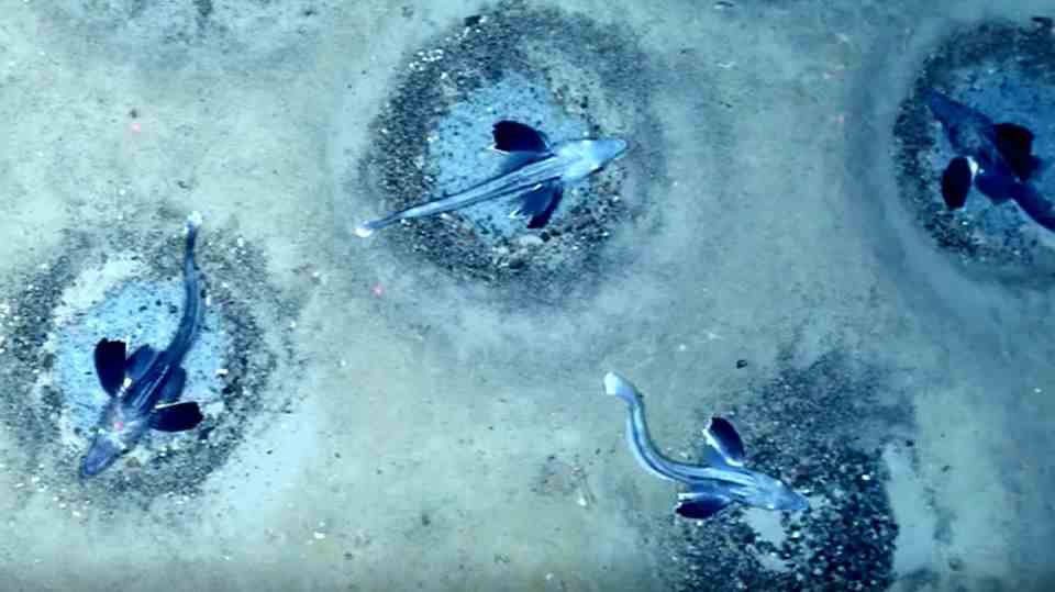 60 million nests: Researchers discover huge icefish colony in Antarctica