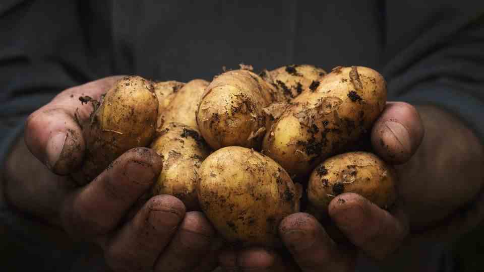 Potatoes should be washed, not only because they can be contaminated with pesticides from conventional cultivation, but also because they are dug straight out of the ground and therefore have a lot of dirt stuck to them.