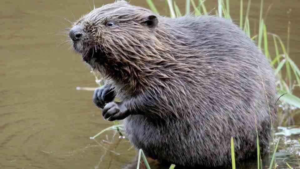 Eppingen: Beavers put a sugar beet field under water