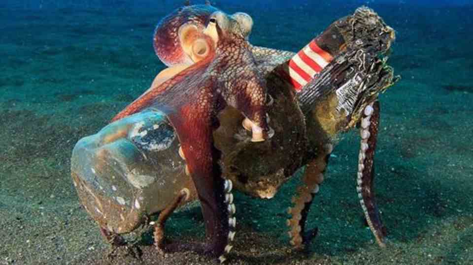 Marine animals in the video: That's why octopuses hide in glass bottles