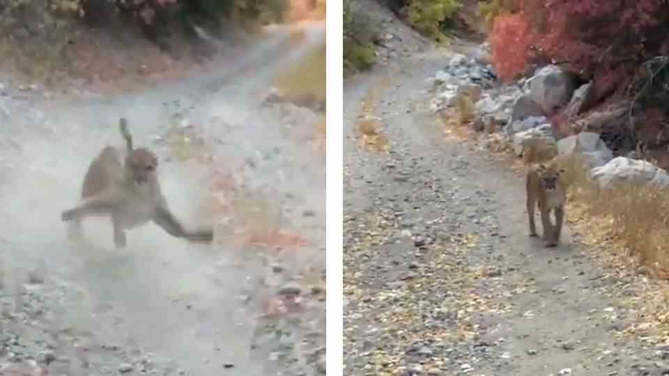 A puma runs through the forest on a gravel road