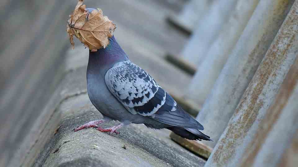 A pigeon literally has a bar in front of its head