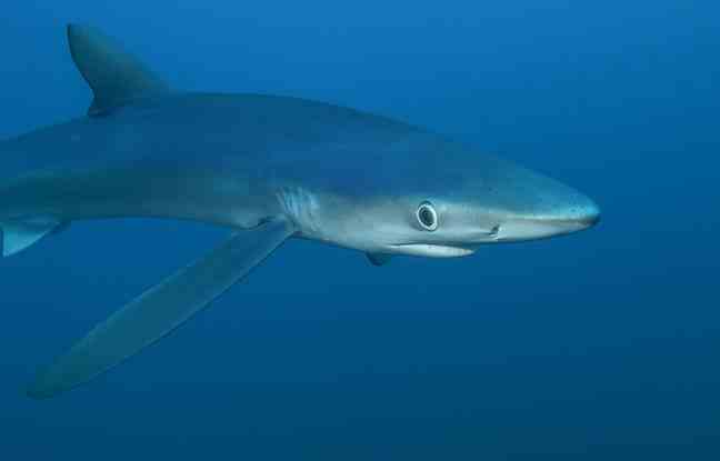 During their dive off Brittany, the adventurers of Lords of the Ocean crossed paths with a blue shark. 