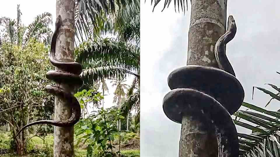 Python climbs tree