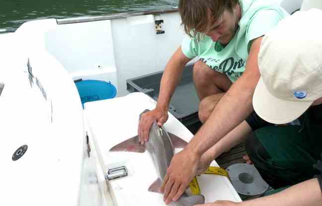 With the Apecs, members of the Lords of the Ocean team took part in shark tagging operations. 