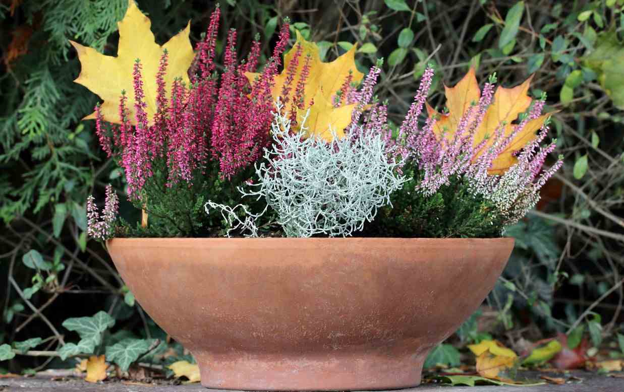 Potted Heather