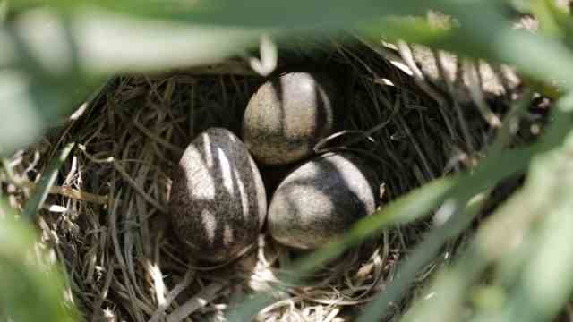 Breeding birds: Skylarks usually lay the eggs in April.  The chicks hatch after about twelve days.