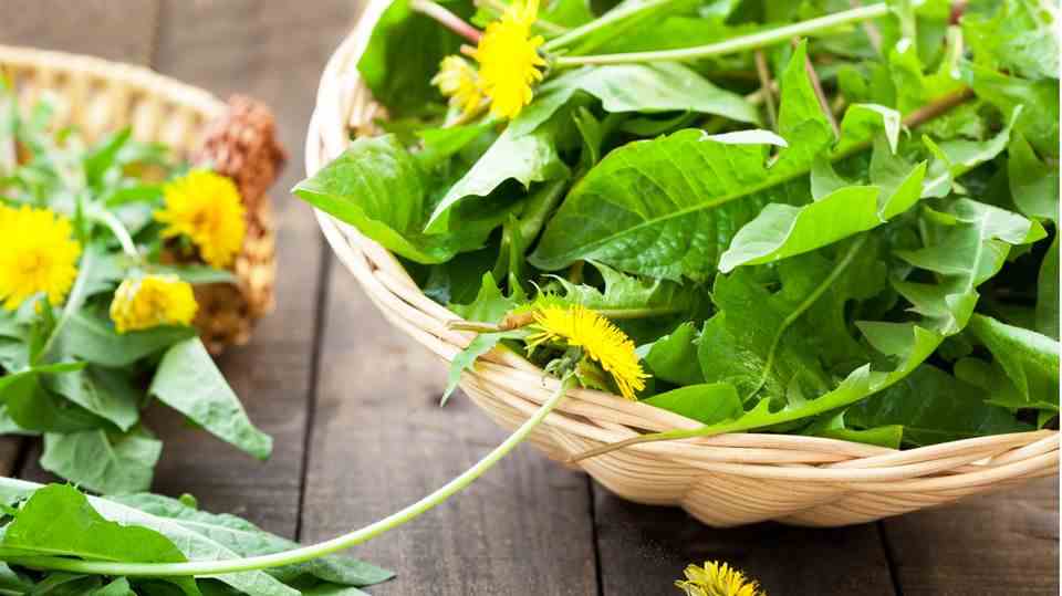 Weeds from the garden: This is how the plants can be used in the kitchen