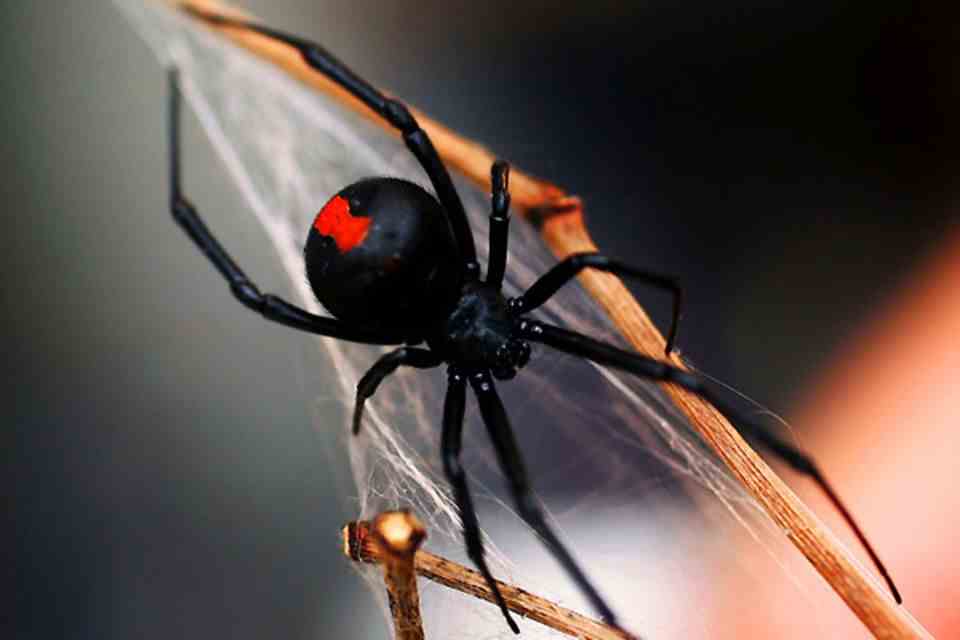 Image 1 of 13 of the photo series to click: The redback spider, a close relative of the American black widow, has a very slow-acting neurotoxin that causes pain, sweating, nausea and hallucinations and can even be fatal.  However, only the female of the species is dangerous.  The little spiders like to hide in niches, under stairs or in flower pots.  Every year around 300 people from one "Red Back Spider" bitten.  There is a fast-acting antidote.