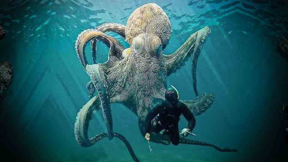 Menacing Octopus Floats Behind Diver: Is This Stunning Nature Photo Really Real?