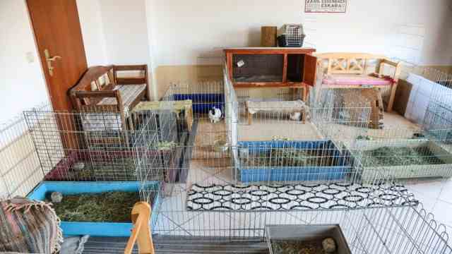 Schwabhausen: Around ten animals are housed in the main room of the rabbit apartment, which is around 30 square meters in size.  Some are old, sick, or given up for other reasons because they no longer want their owners.