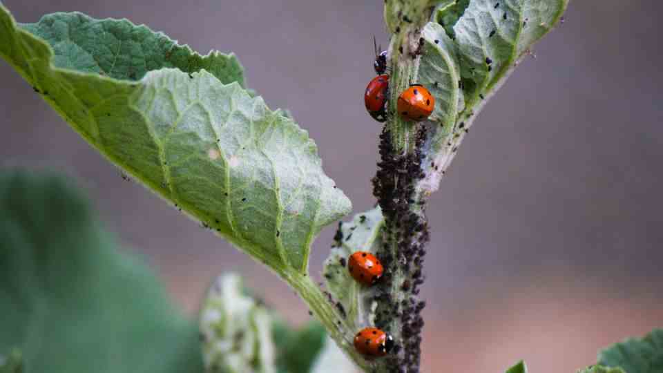 Ladybugs are natural predators of lice