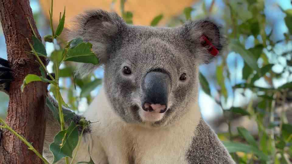breeding koala "jagger"