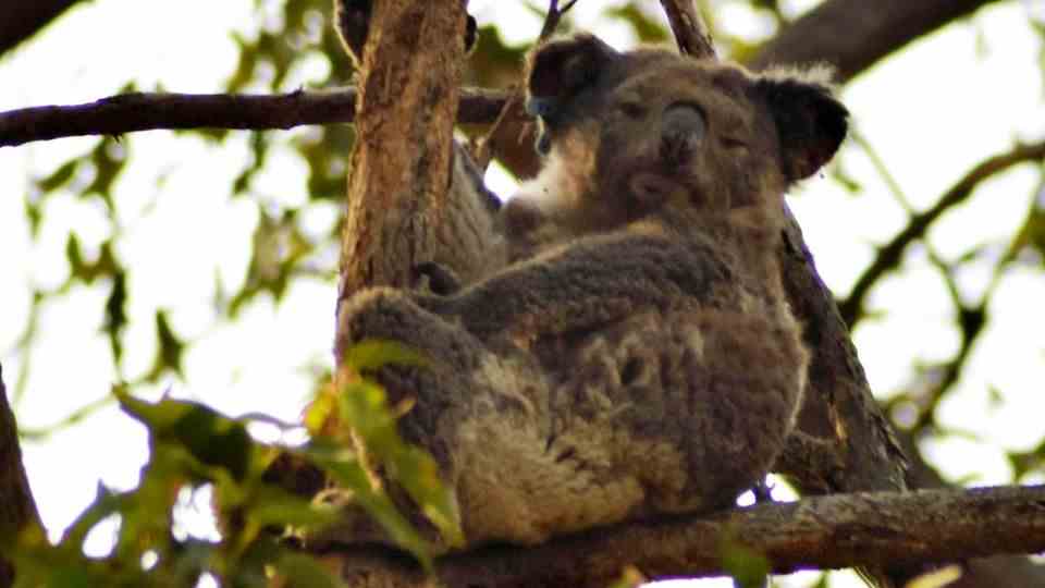 Weakened koala sits on a tree