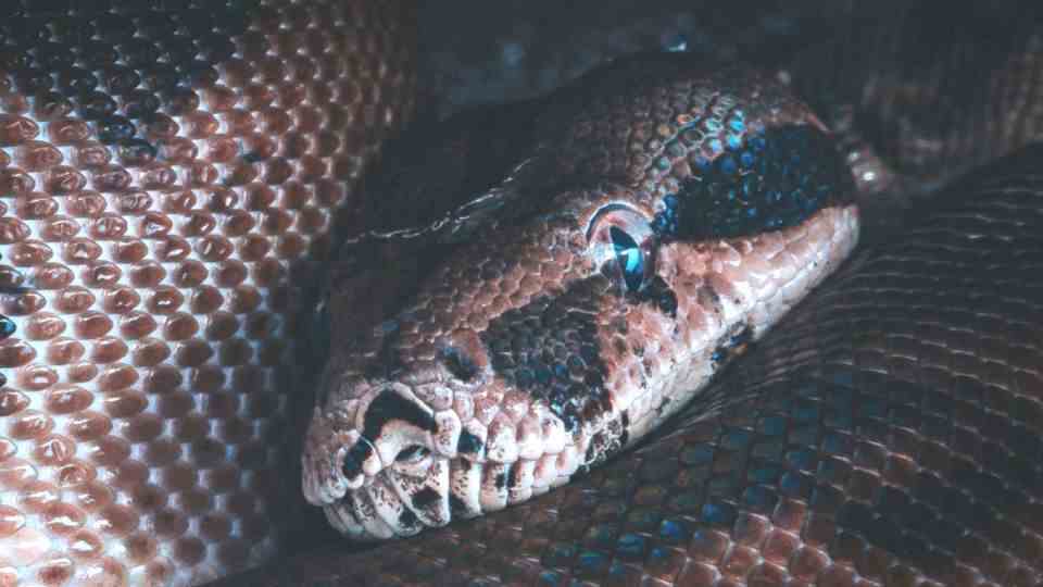 Woman finds three-meter-long python snake in the toilet (symbolic image)