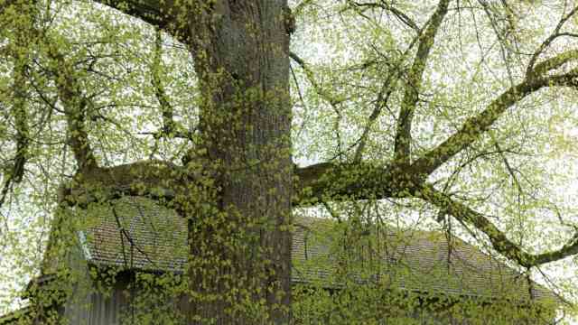 Tree stories: Hunger oak from Giggenried.