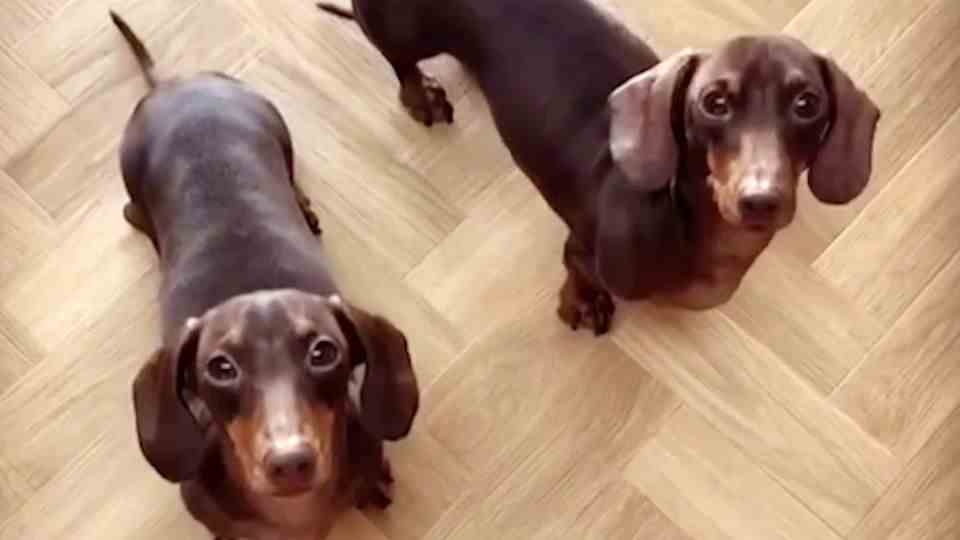Dog video: The dancing dachshunds Ollie and Hugo