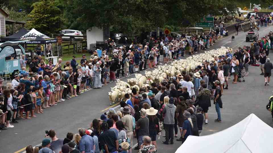 Sheep races in New Zealand