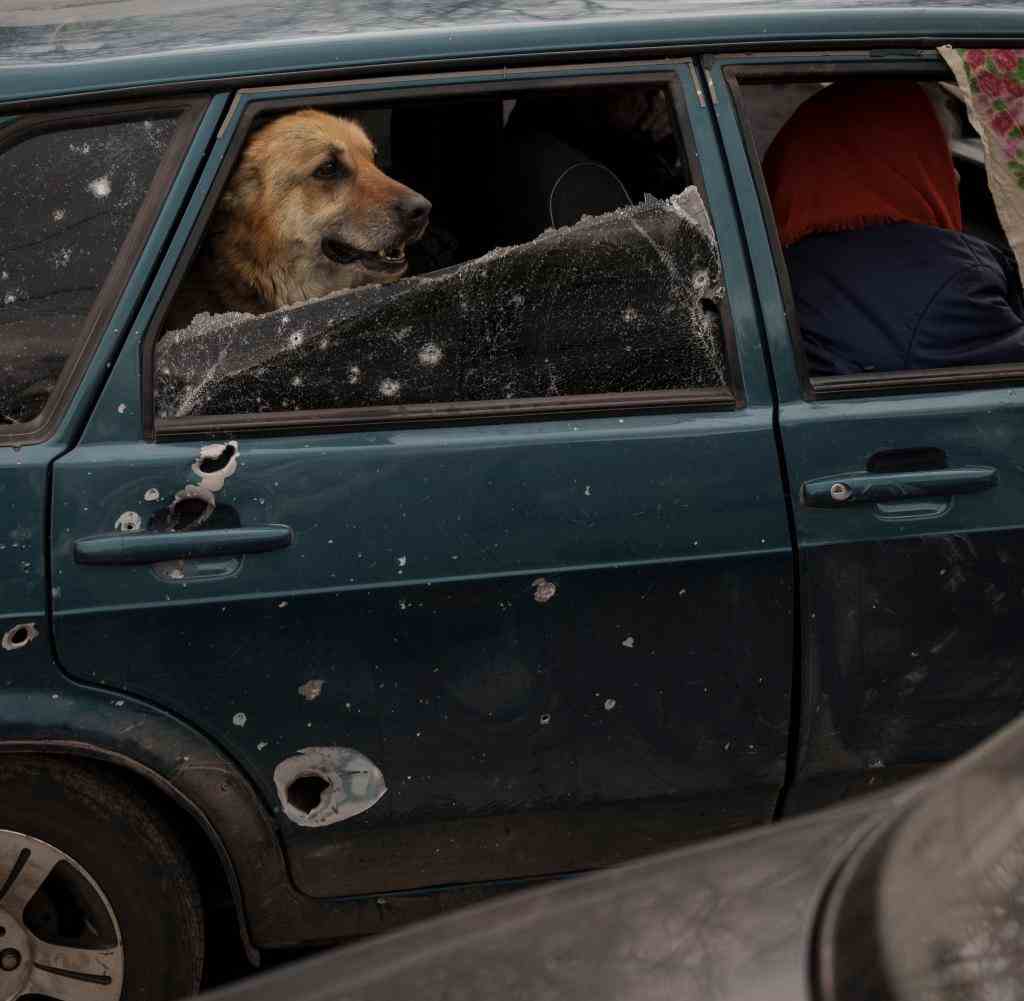 A dog sits in the back seat of a car used by refugees from the village of Ruska Lozova to arrive at a checkpoint in Kharkiv