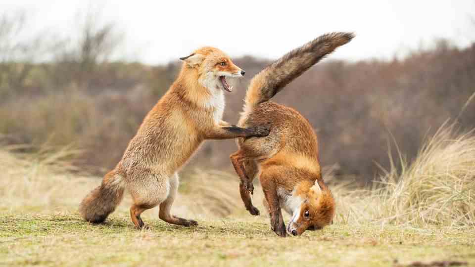 Whether it's a dance or a playful somersault competition - the romping around of the two vixens cannot be fully interpreted.  Photographer Alastair Marsh guesses at a failed waltz that the two performed near Amsterdam.  Whatever it is, the vixens are obviously having a lot of fun.