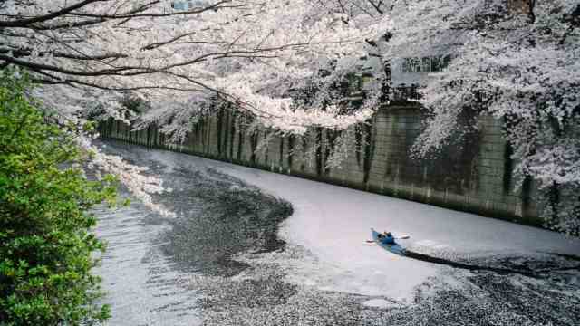 Cherry Blossoms in Japan: A canoeist navigates the Meguro River through floating cherry blossoms