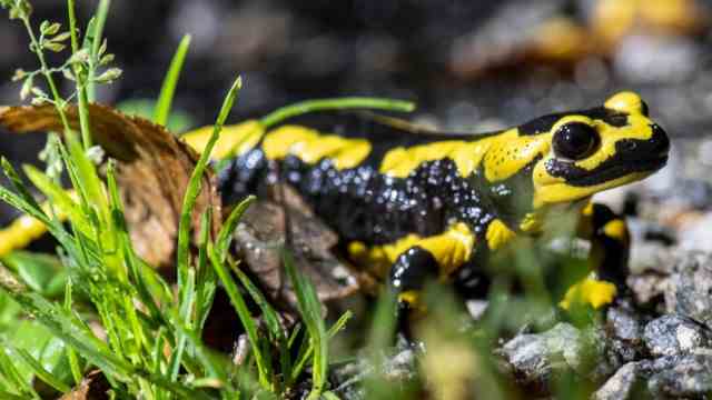 Species decline: Fire salamanders are threatened by a fungus called Bsal.