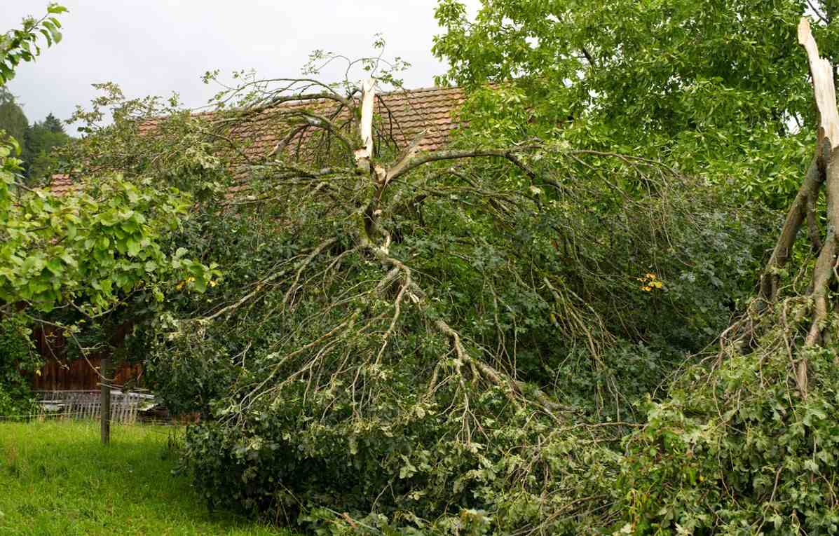 Garden Storm Damage