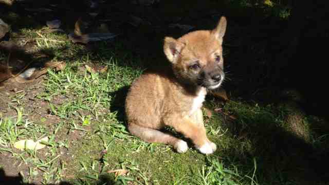 Evolution: Dingo Sandy at the age of three weeks.