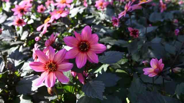 Flowers for the balcony and garden: the dahlia "Rockin' Rosi" is one of the plant favorites among customers.