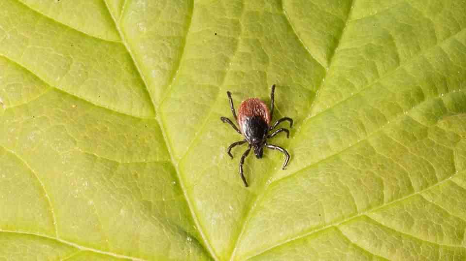 "Faster smart": It's tick time again - this is the best way to deal with the bloodsuckers