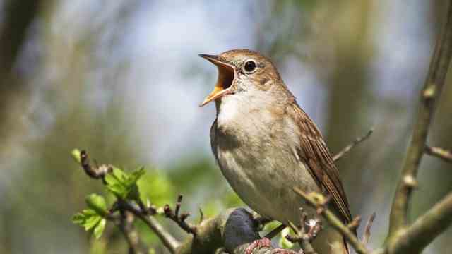 Service for lovers: The nightingale, which is rather rare in southern Bavaria, returns from its African winter quarters in April.