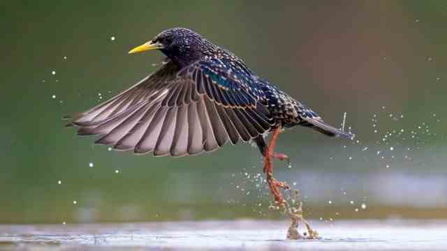 Service for enthusiasts: the population of starlings is declining.  This is not least due to the disappearance of insects.