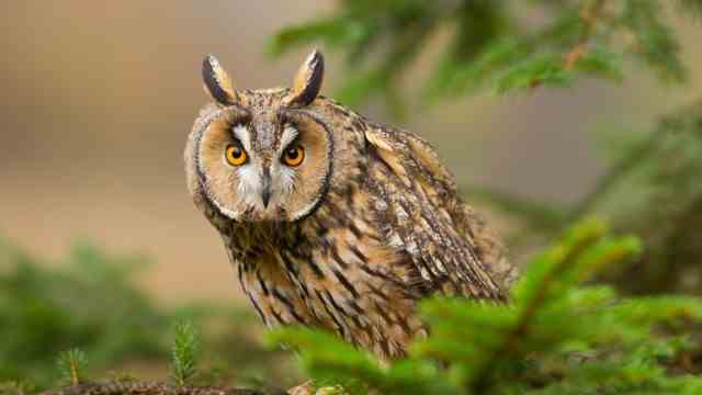 Service for enthusiasts: The long-eared owl is the most widespread species of owl in southern Bavaria.