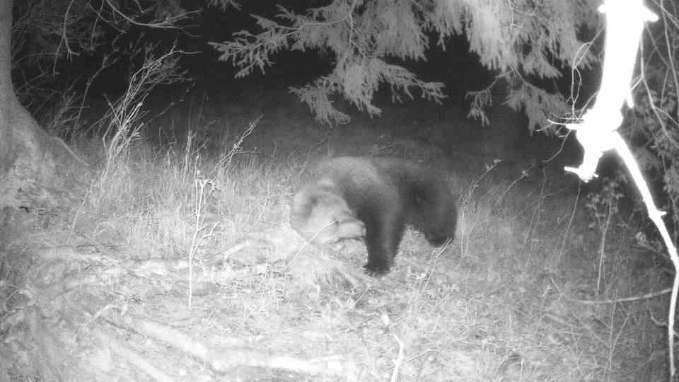 Footage from a wildlife camera: a brown bear scratches a root
