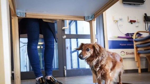 The 10-year-old dachshund lady ·Luna· is waiting next to her owner in the voting booth in the polling station Stadtwerke Eckernförde.  © dpa-Bildfunk Photo: Christian Charisius